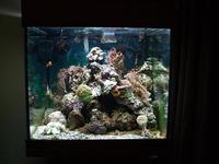 Aqua Medic chromis SOLD