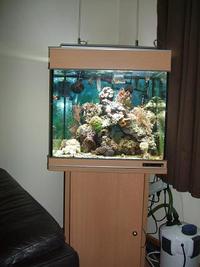 Aqua Medic chromis SOLD
