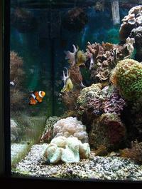 Aqua Medic chromis SOLD