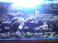 NEW LEDS IN AT SIMPLYSEAHORSES NEW PRICE
