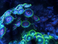 NEW LEDS IN AT SIMPLYSEAHORSES NEW PRICE