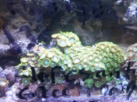 NEW LEDS IN AT SIMPLYSEAHORSES NEW PRICE