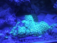 NEW LEDS IN AT SIMPLYSEAHORSES NEW PRICE
