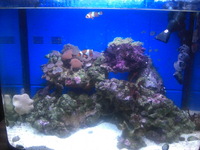 55ltr marine aquarium for sale (full setup + more)