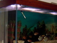 5ft by 2ft by 2ft custom made aquarium