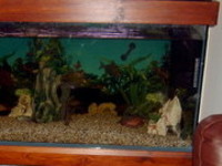 5ft by 2ft by 2ft custom made aquarium