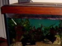 5ft by 2ft by 2ft custom made aquarium