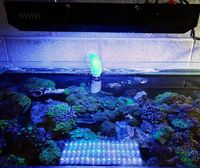 NEW LEDS IN AT SIMPLYSEAHORSES NEW PRICE