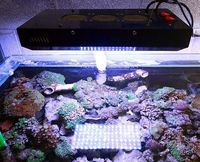 NEW LEDS IN AT SIMPLYSEAHORSES NEW PRICE