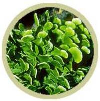 Money plant for marines