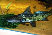 Welcome To Essex Koi Aquatics