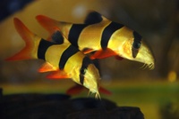 Welcome To Essex Koi Aquatics