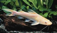 Welcome To Essex Koi Aquatics