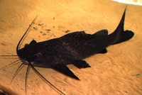 Welcome To Essex Koi Aquatics