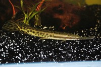Welcome To Essex Koi Aquatics
