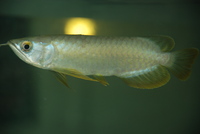 Welcome To Essex Koi Aquatics