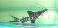 Welcome To Essex Koi Aquatics