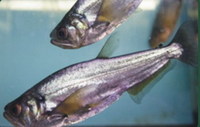 Welcome To Essex Koi Aquatics