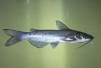Welcome To Essex Koi Aquatics
