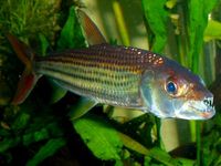 Welcome To Essex Koi Aquatics
