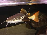 Welcome To Essex Koi Aquatics