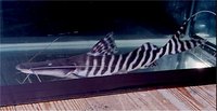 Welcome To Essex Koi Aquatics