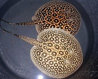 Welcome To Essex Koi Aquatics