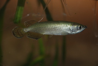 Welcome To Essex Koi Aquatics