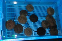 Welcome To Essex Koi Aquatics