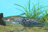 Welcome To Essex Koi Aquatics