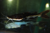 Welcome To Essex Koi Aquatics