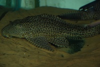 Welcome To Essex Koi Aquatics