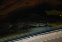 Welcome To Essex Koi Aquatics