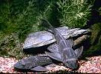 Giant Hypostomus Plecostomus 11" long algae eater for sale.
