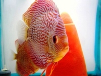 Regal Discus Fish