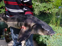 KOI RESCUE IN THE MIDLANDS 50 YEARS EXPERIENCE