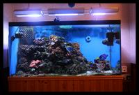 Complete Marine Aquarium - All Equipment - Fish and Live Rock