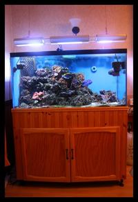 Complete Marine Aquarium - All Equipment - Fish and Live Rock