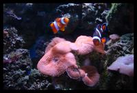 Complete Marine Aquarium - All Equipment - Fish and Live Rock