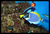 Complete Marine Aquarium - All Equipment - Fish and Live Rock