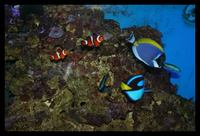 Complete Marine Aquarium - All Equipment - Fish and Live Rock
