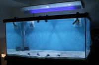 Tank/Stand/Sump for Sale 48x30x24