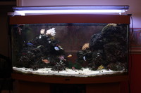 Complete Marine Reef Setup (SOUTHAMPTON)