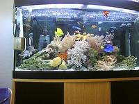 marine fish and equiptment.
