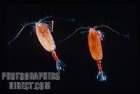 Copepod + rotifier mix marine cultures for sale 125ml, £10.00 - Free postage