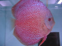 SCARLET SPOTTED ONLY @ LEICESTER DISCUS. All photos taken under normal Light