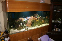 5ft Tank with stand and hood