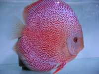 SCARLET SPOTTED ONLY @ LEICESTER DISCUS. All photos taken under normal Light