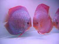 SCARLET SPOTTED ONLY @ LEICESTER DISCUS. All photos taken under normal Light