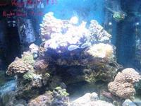 NEW LEDS IN AT SIMPLYSEAHORSES NEW PRICE